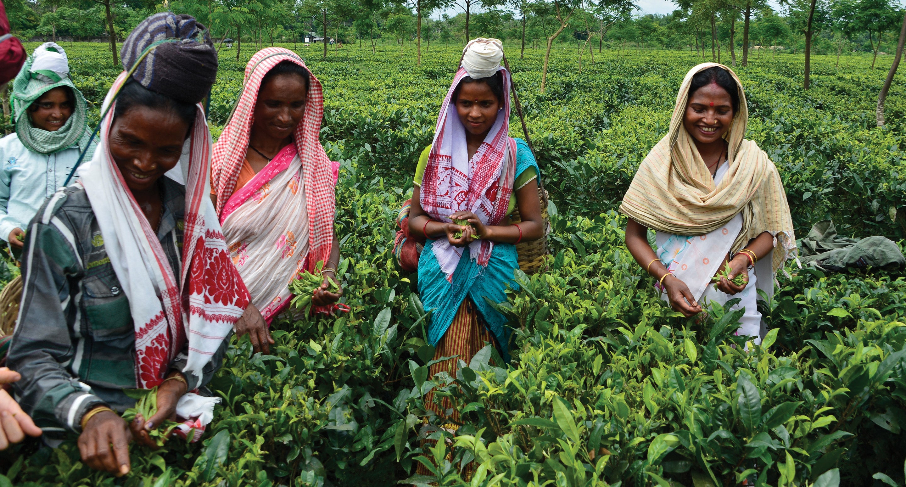 assam-tea-pickers-black-tea.jpg