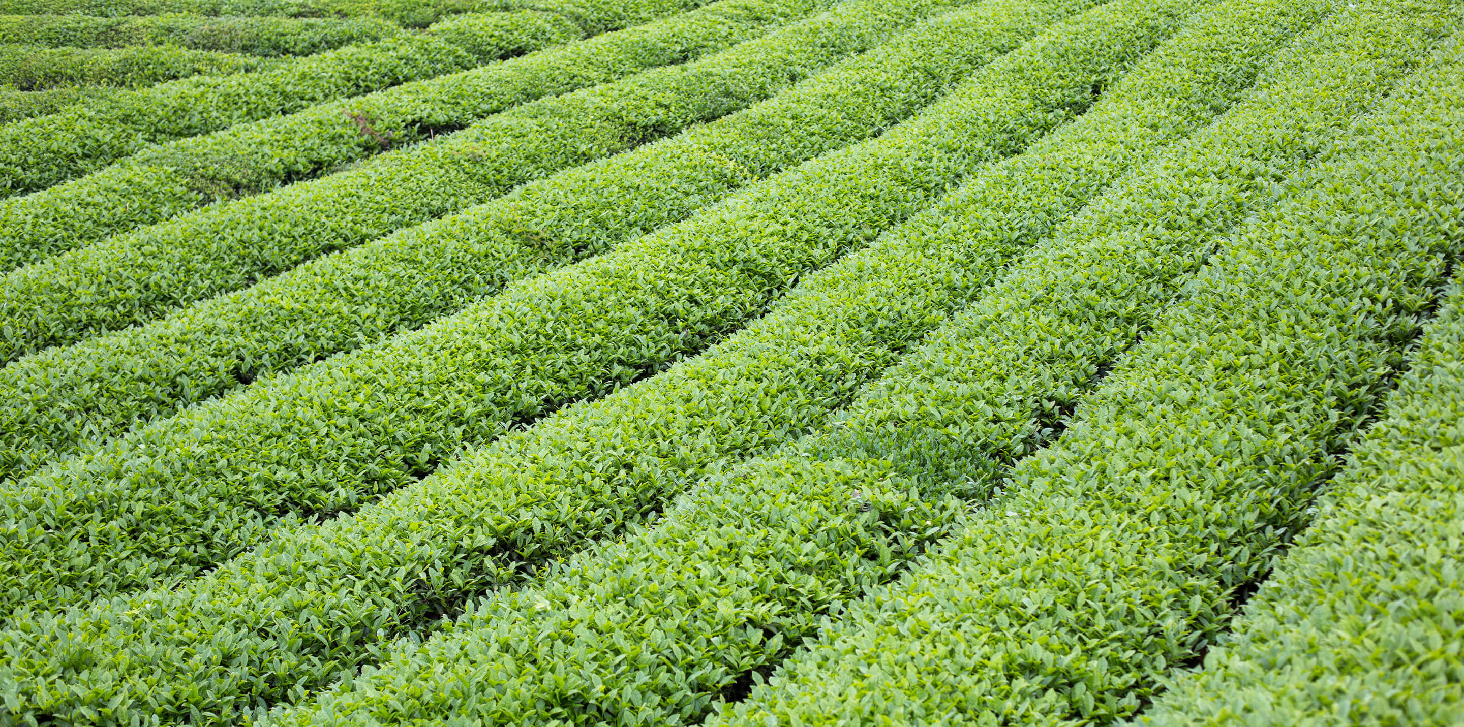 Tea fields in China