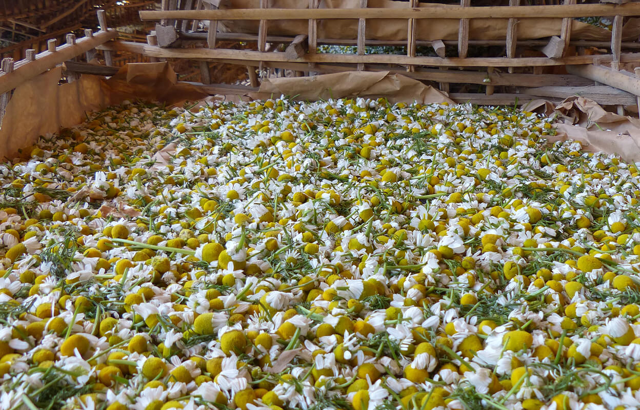 chamomile-tea-egypt-source.jpg