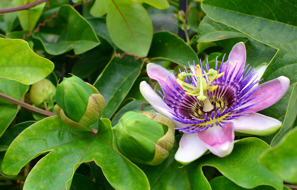 destress-tea-passionflower-source.jpg