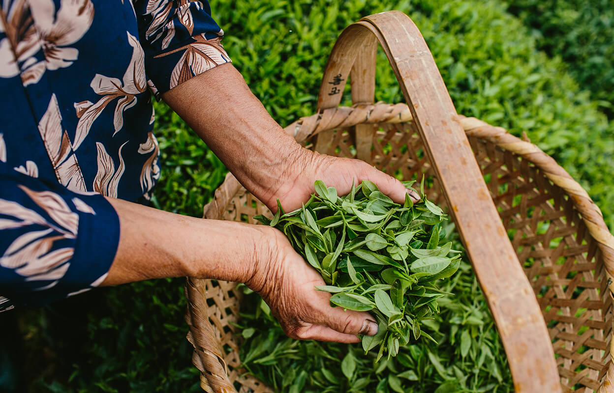 fuller-leaf-tea-china-source.jpg