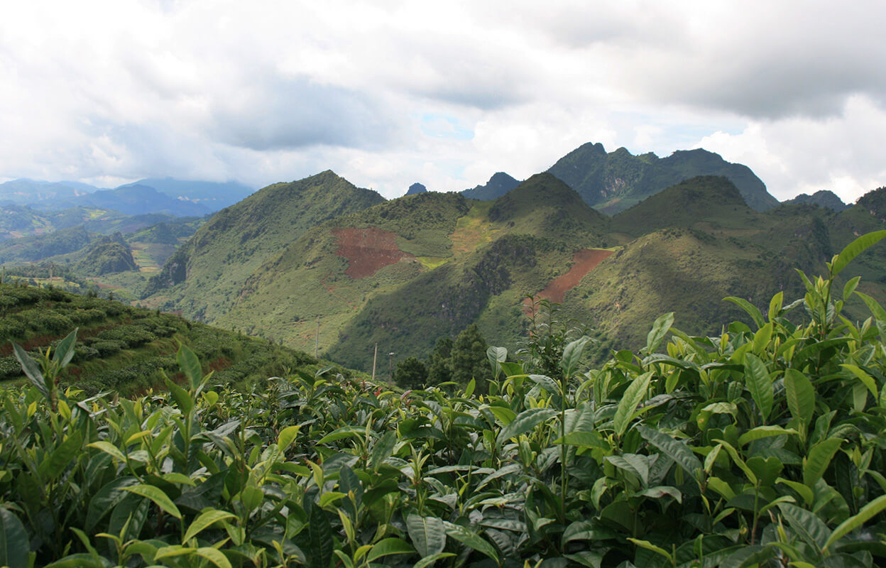 Tea fields used for Numi's Ginger Lemon tea