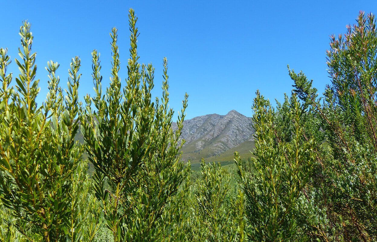 Numi's organic Honeybush crop in South Africa