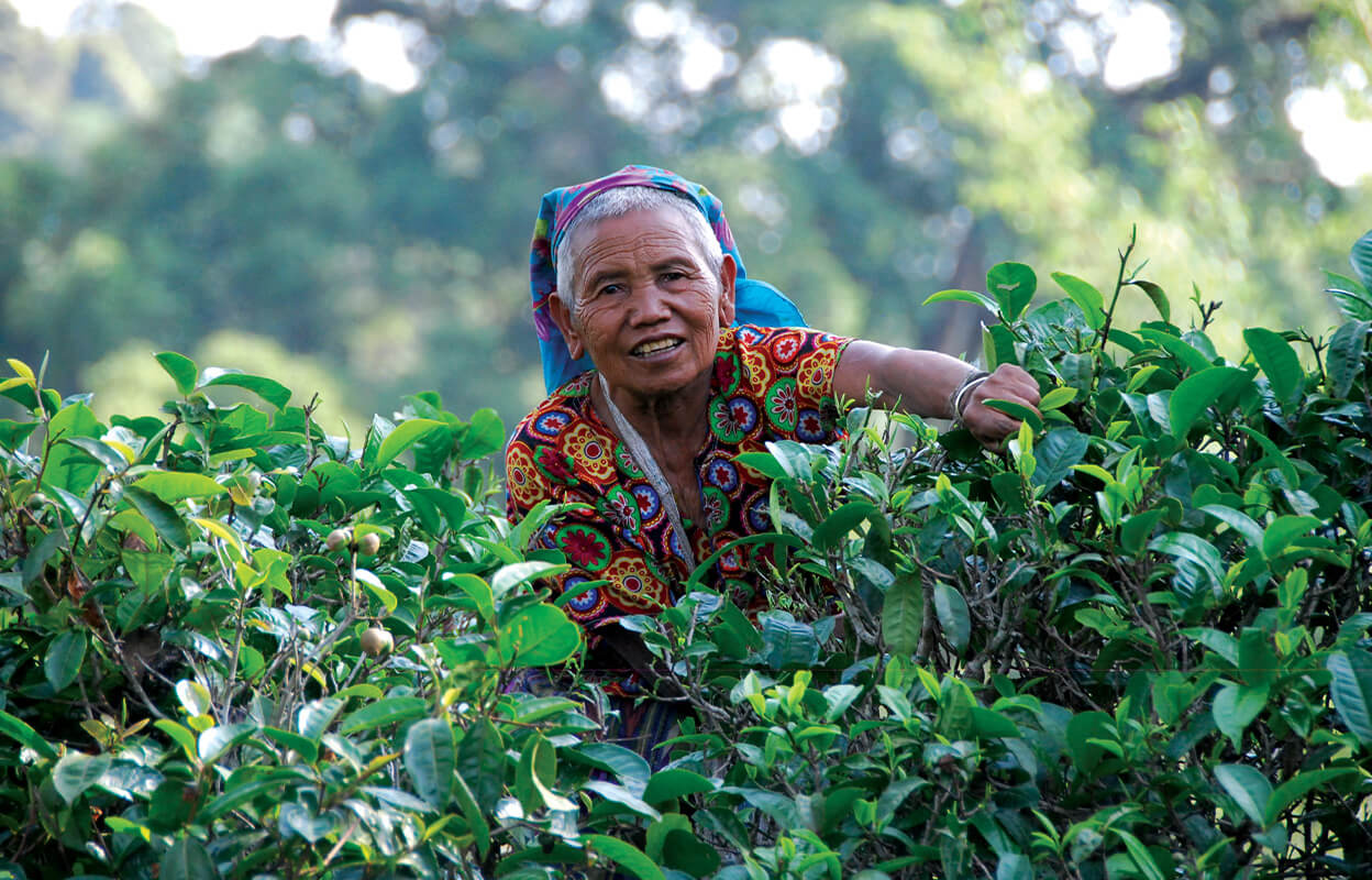 puerh-tea-china-source.jpg