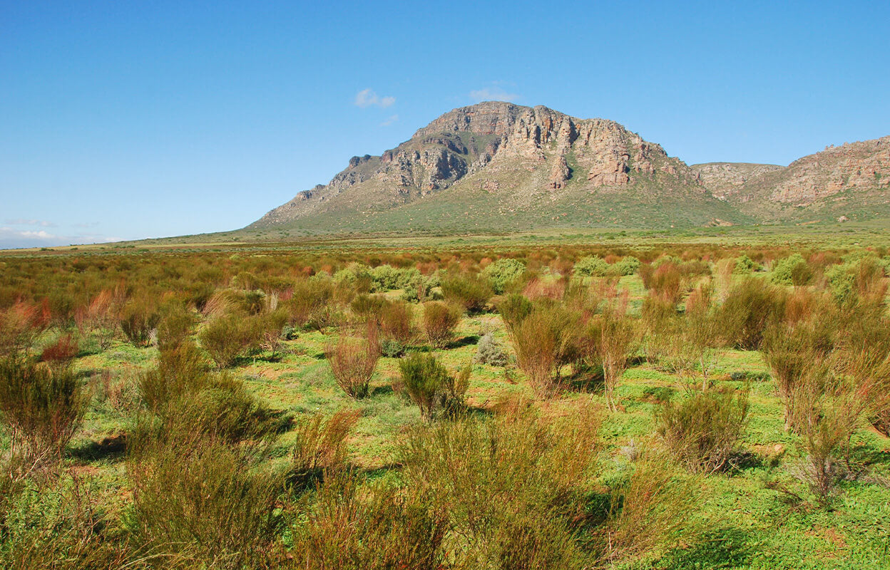 Numi Organic Rooibos tea farm in South Africa