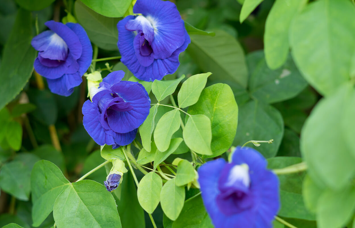 Sourcing-blue-butterfly-flower.jpg