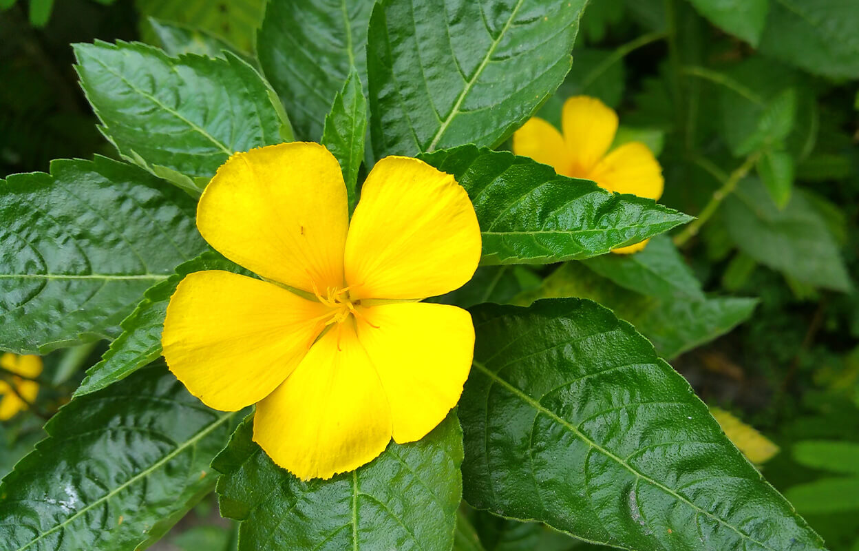 Sourcing-damiana-flower-ingredient.jpg