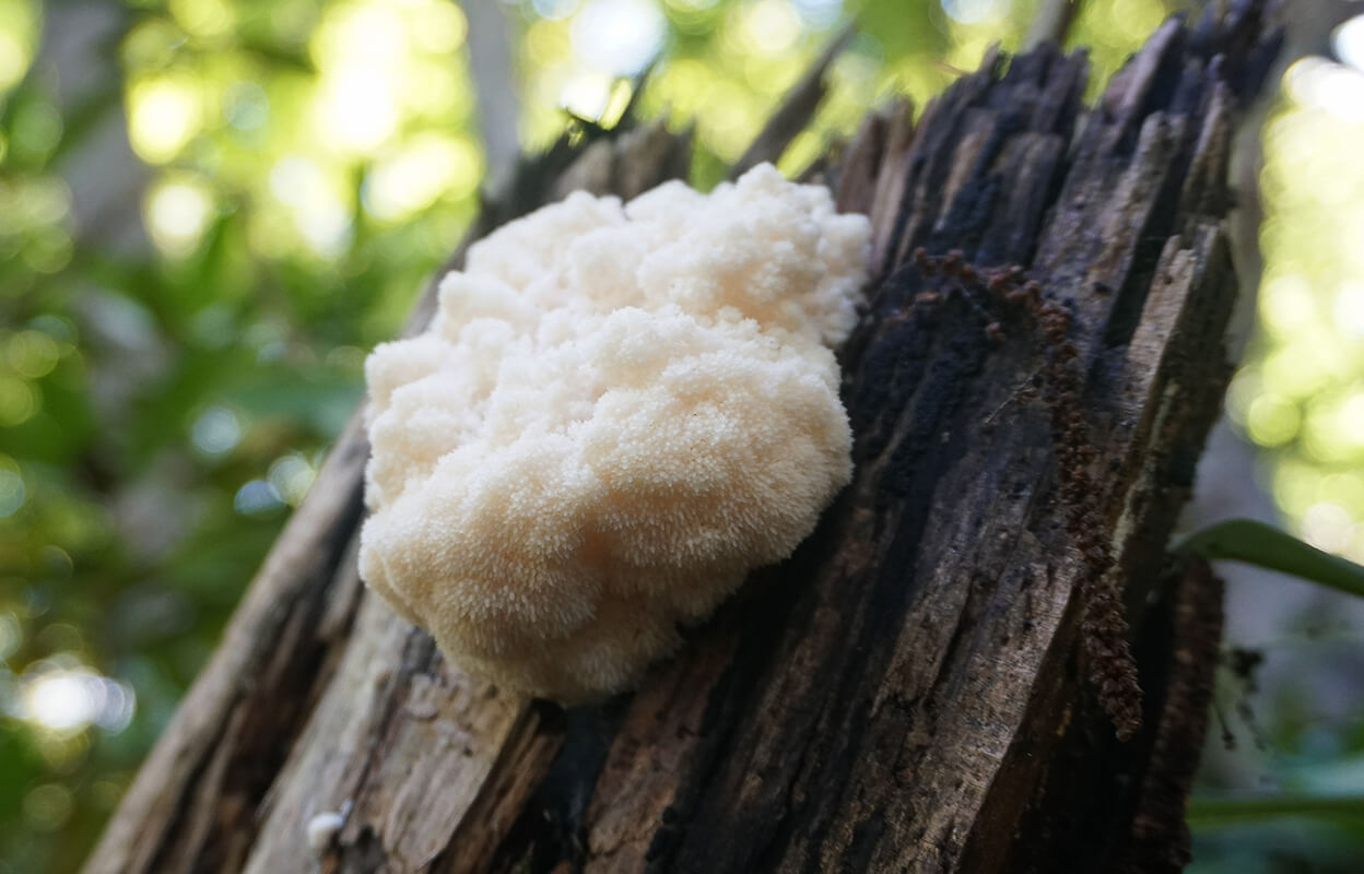 Sourcing-lions-mane-mushroom-ingredient.jpg