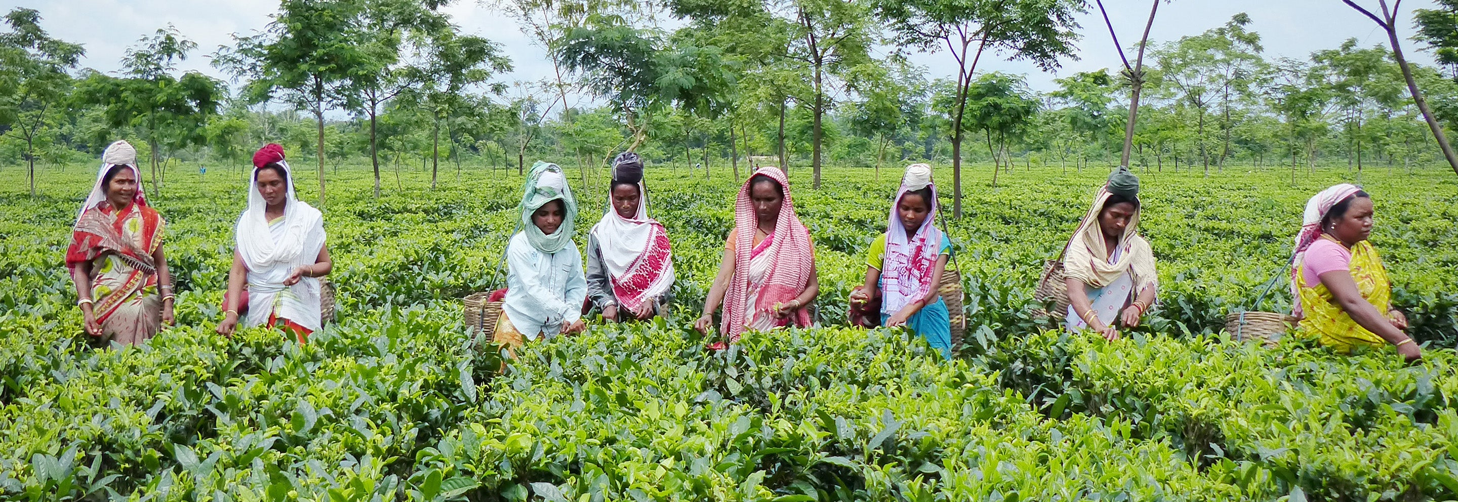 together-for-h2ope-india-tea-estate-header.jpg