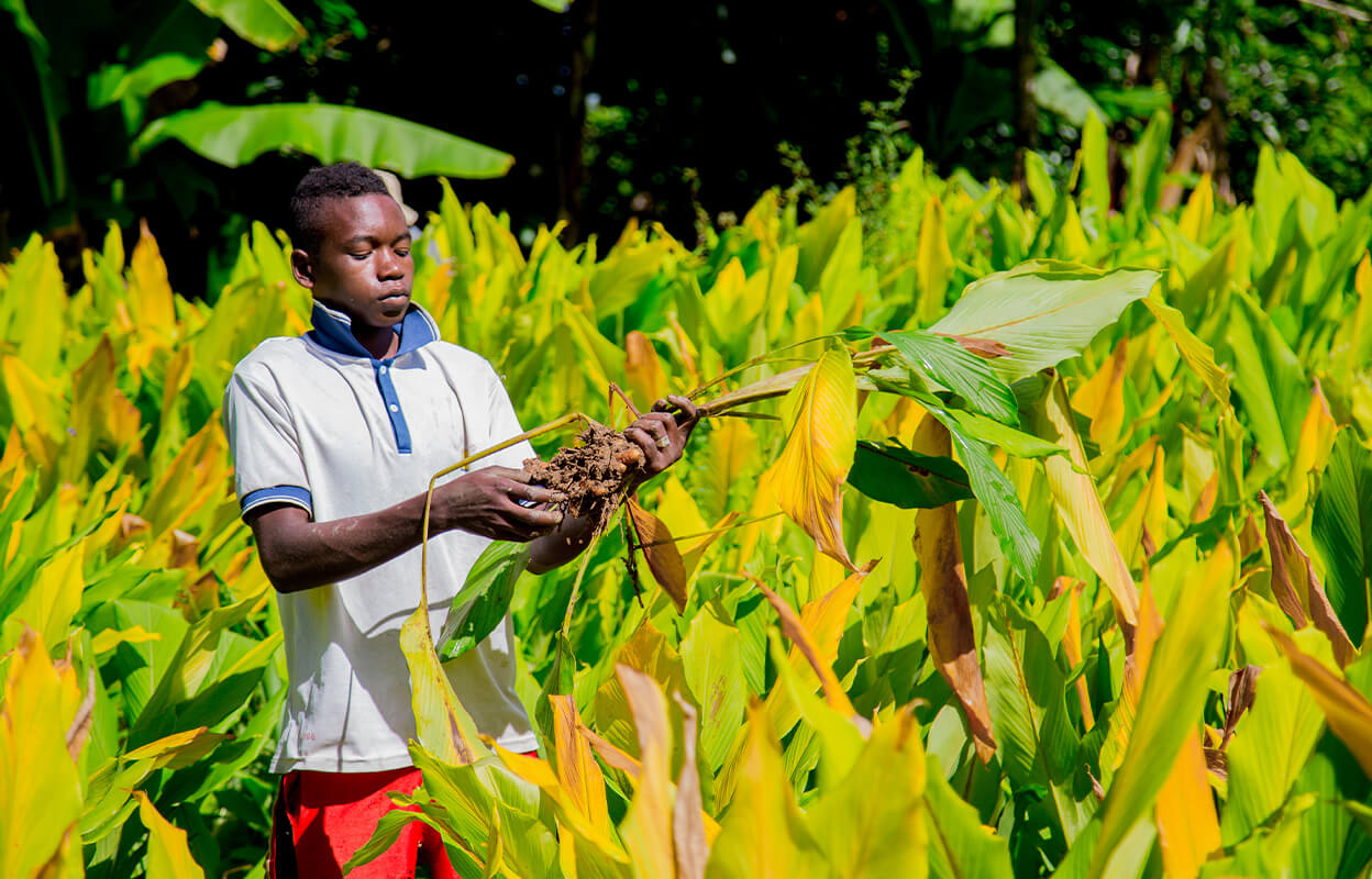 A turmeric farmer harvesting turmeric root for Numi's turmeric teas